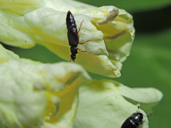 Eusphalerum primulae