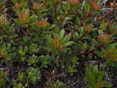 Phedimus kamtschaticus