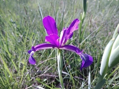 Iris reichenbachiana