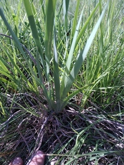 Iris reichenbachiana