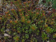 Phedimus kamtschaticus