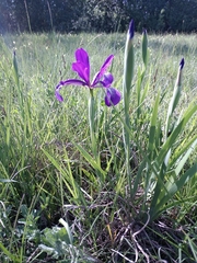 Iris reichenbachiana