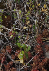 Cerastium semidecandrum