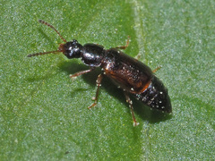 Eusphalerum primulae