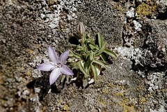 Campanula scabrella