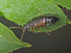 Eusphalerum primulae