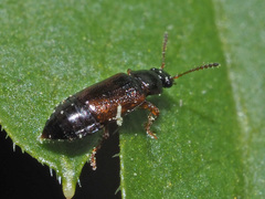 Eusphalerum primulae