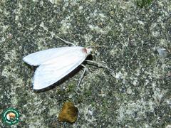 Rupela albinella