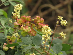 Serjania brachycarpa