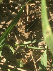 Dorcadion cinerarium