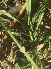 Dorcadion cinerarium