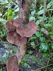 Fungi