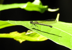 Aristocypha fenestrella