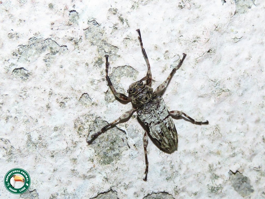 Oreodera albicans