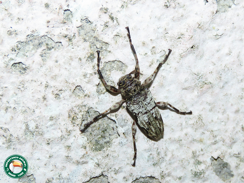 Oreodera albicans