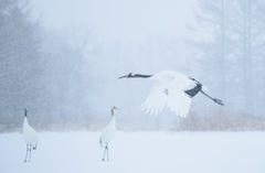 Grus japonensis