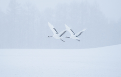 Grus japonensis