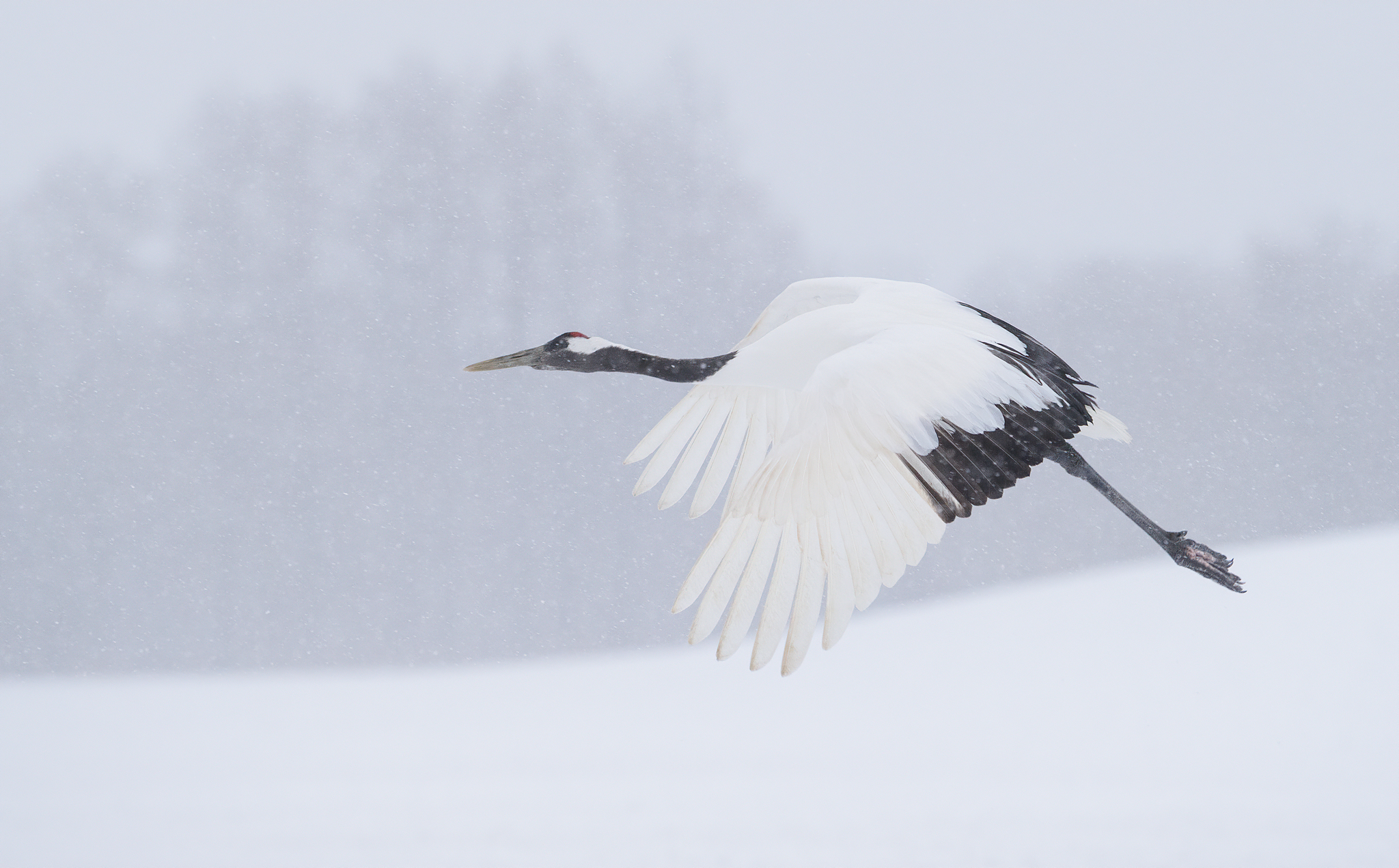 Red-crowned Crane (Grus japonensis) · iNaturalist