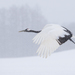 Red-crowned Crane - Photo (c) Morten Ross, some rights reserved (CC BY-NC), uploaded by Morten Ross
