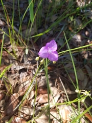 Callisia ornata