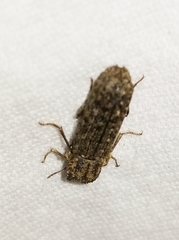 Lichenophanes bicornis