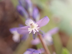 Polygala amara
