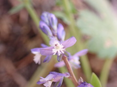 Polygala amara
