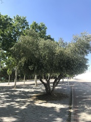 Olea europaea