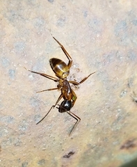 Camponotus americanus