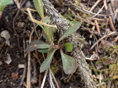 Polygala amara