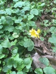 Ficaria verna