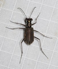 Myriochila semicincta