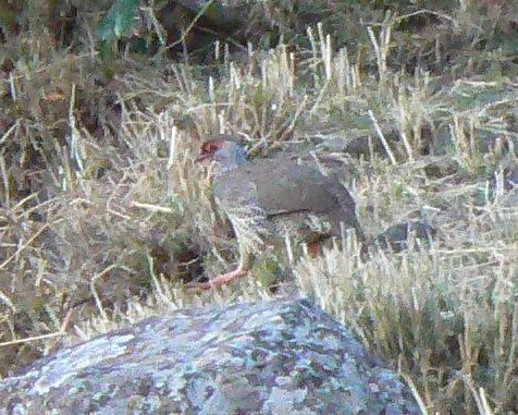 Harwood's Spurfowl
