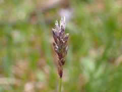 Sesleria albicans