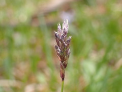 Sesleria albicans