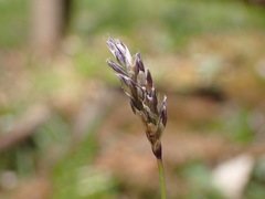 Sesleria albicans