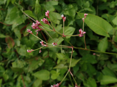 Persicaria muricata