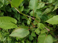 Persicaria muricata