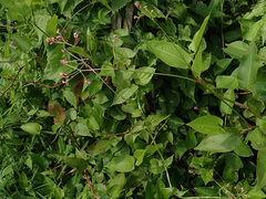Persicaria muricata