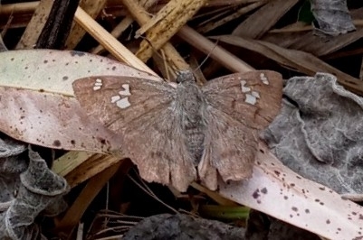 Montera Mordida