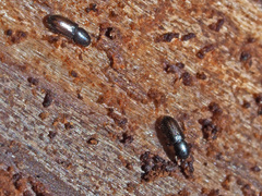 Crypturgus hispidulus