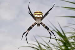 Argiope amoena