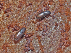 Crypturgus hispidulus