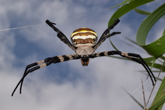 Argiope amoena