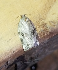 Archips grisea