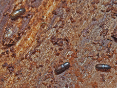 Crypturgus hispidulus