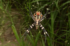 Argiope amoena