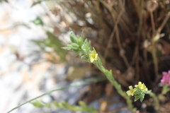 Linum strictum