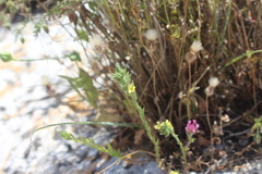 Linum strictum