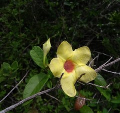 Mandevilla scabra